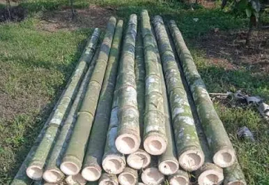 Bambu Petung