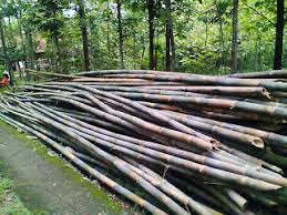 Bambu Ampel