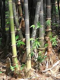 Bambu Hitam